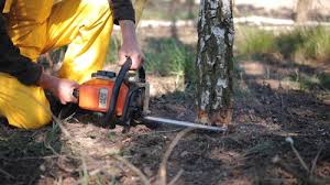 Leaf Removal in Chattanooga Valley, GA